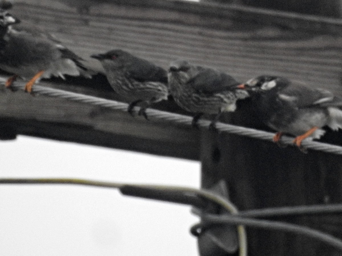 špaček rudooký - ML647342367