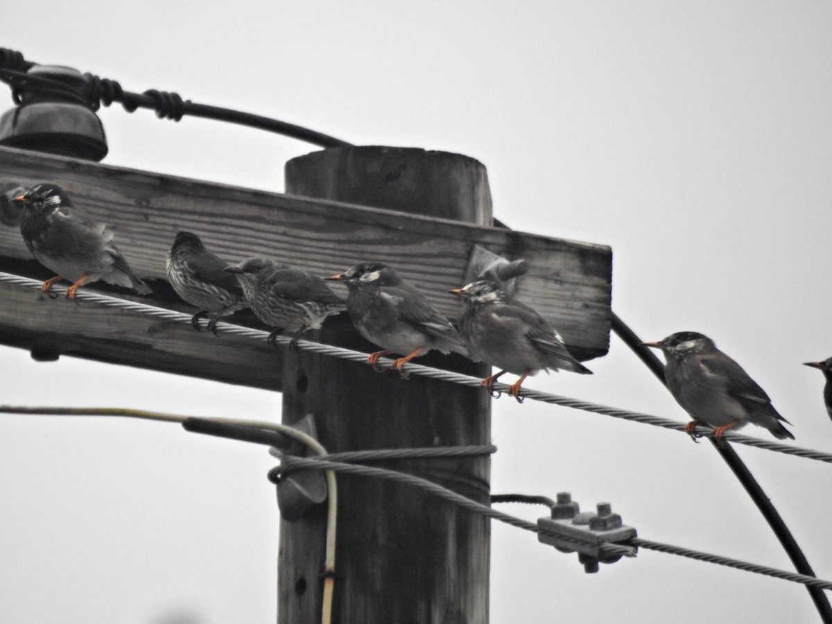 špaček rudooký - ML647342368