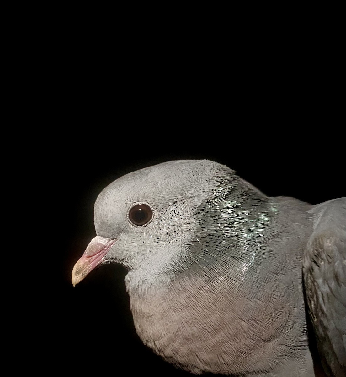 holub doupňák - ML647342371