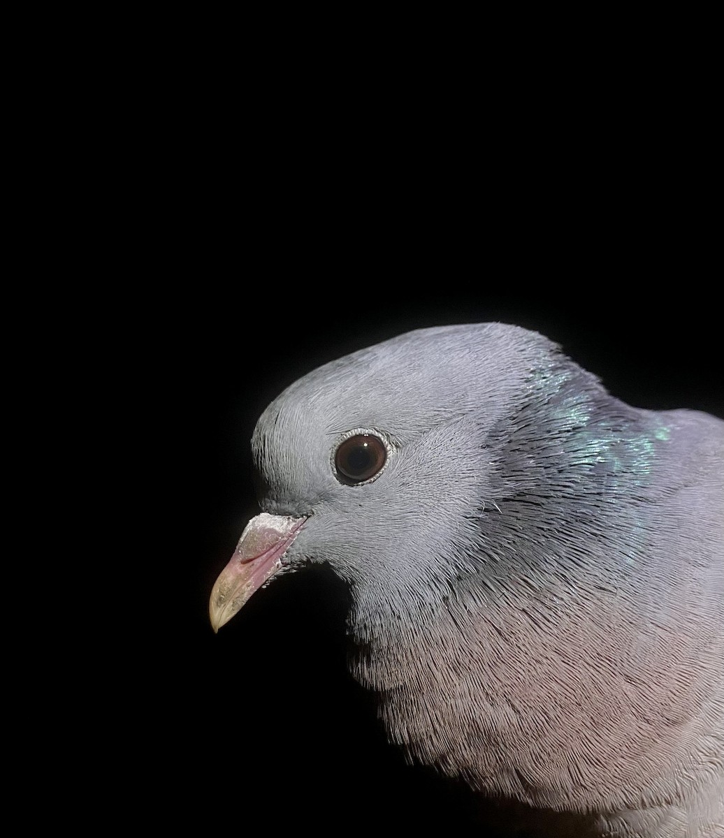 holub doupňák - ML647342372