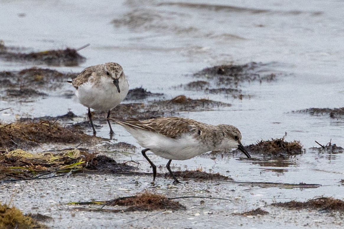 jespák rudokrký - ML647342374