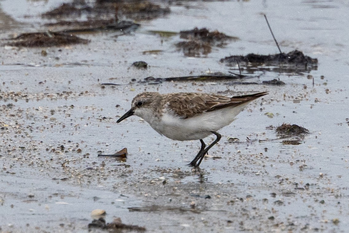 jespák rudokrký - ML647342375