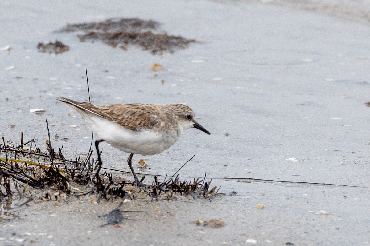 jespák rudokrký - ML647342376