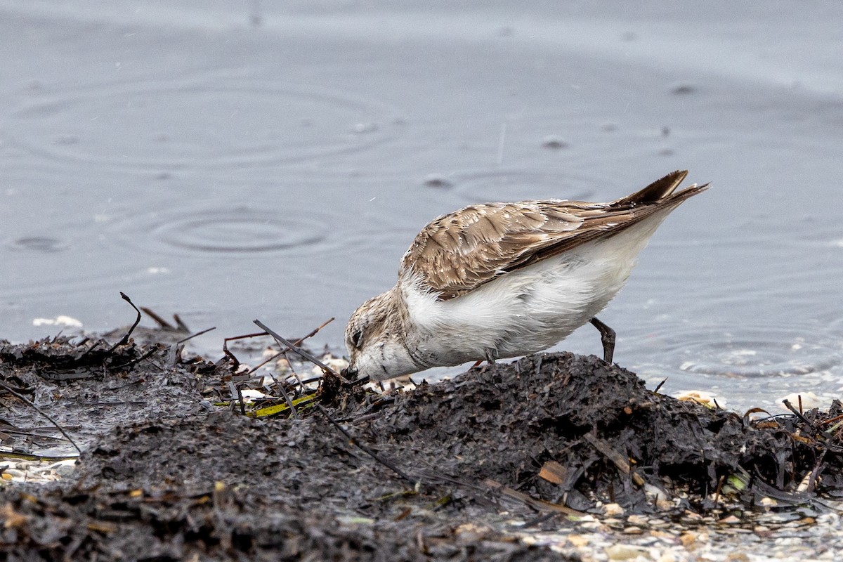 jespák rudokrký - ML647342377