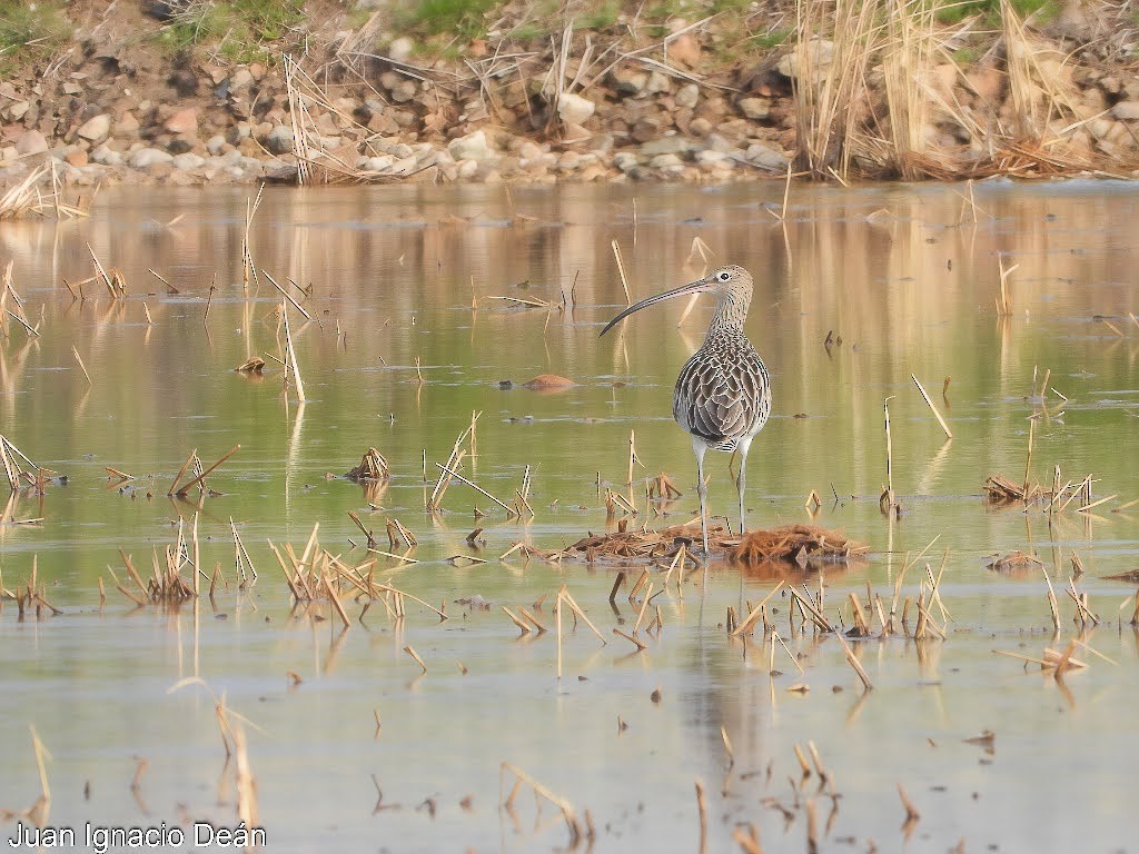 koliha velká - ML647342378