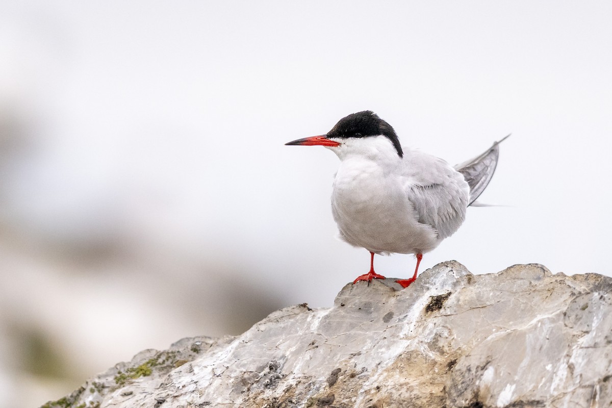 rybák obecný - ML647342379