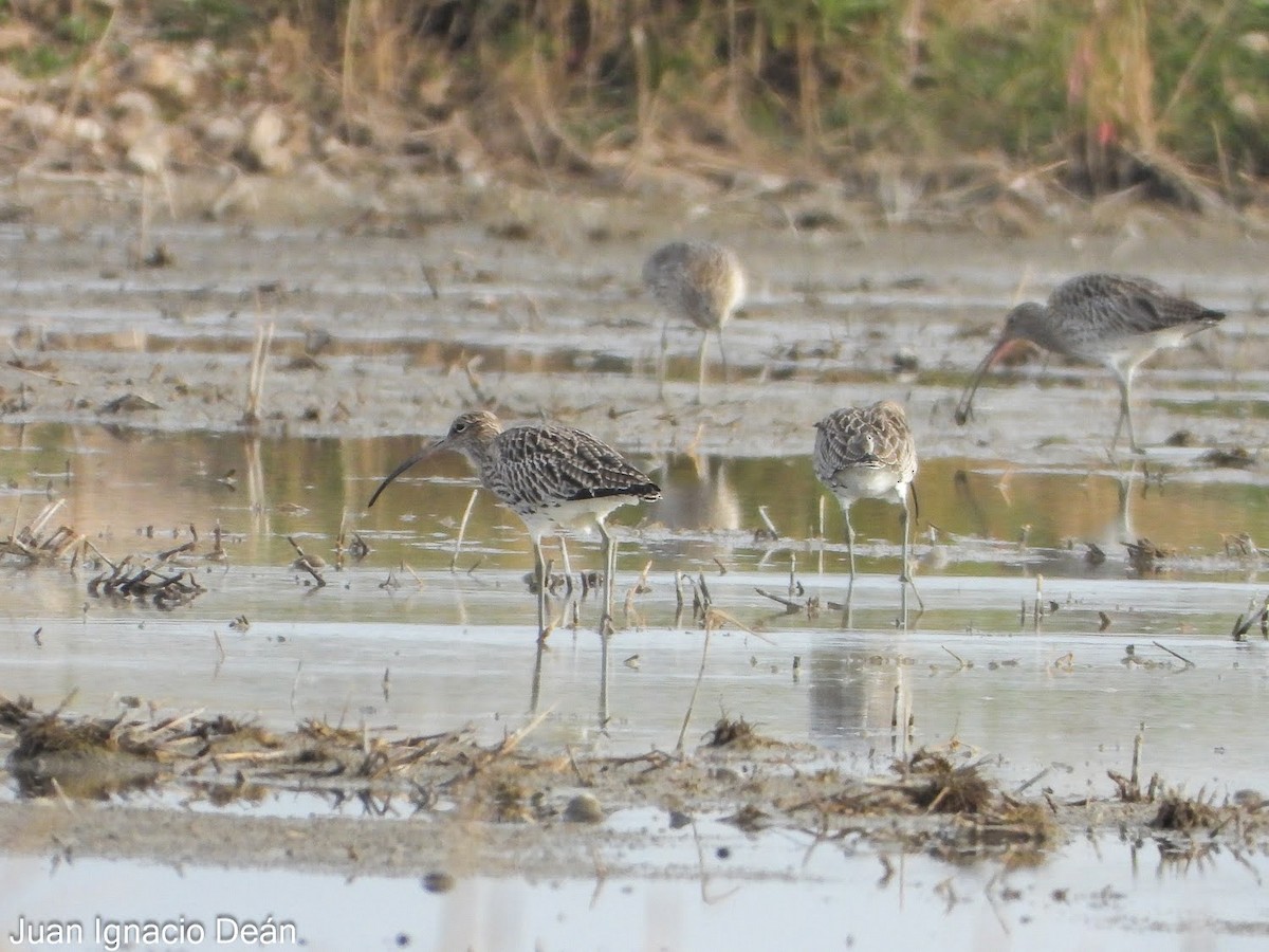 koliha velká - ML647342380