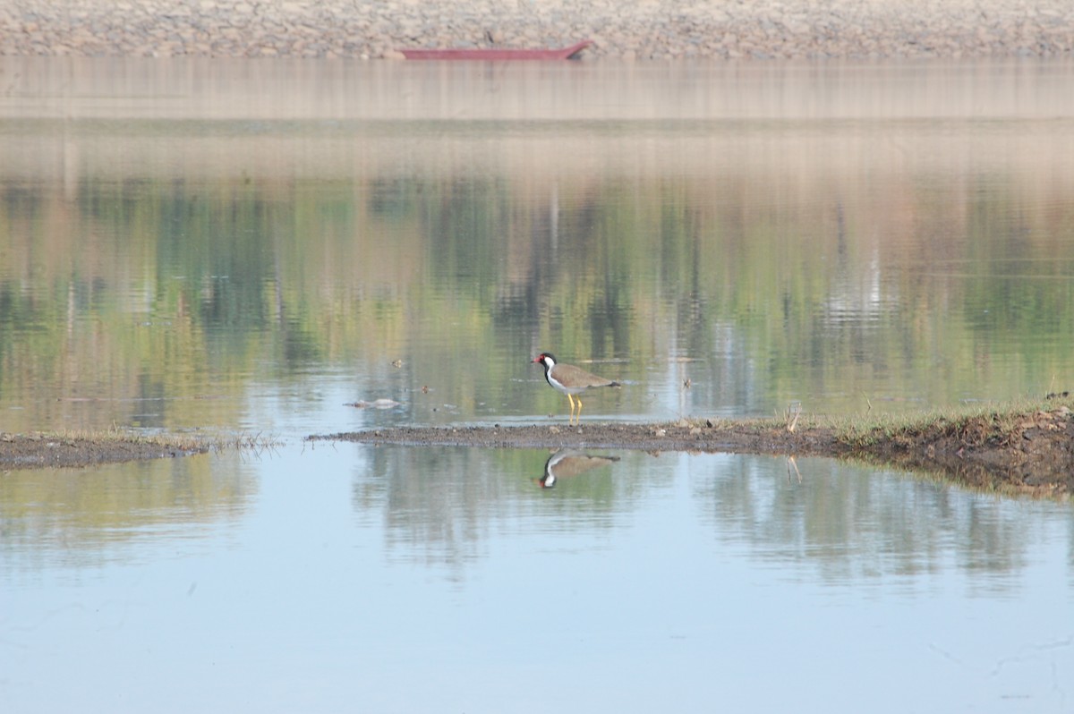 čejka černoprsá - ML647342383