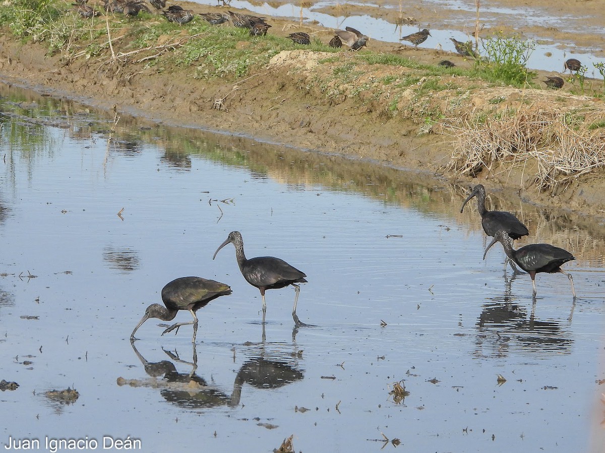 ibis hnědý - ML647342388