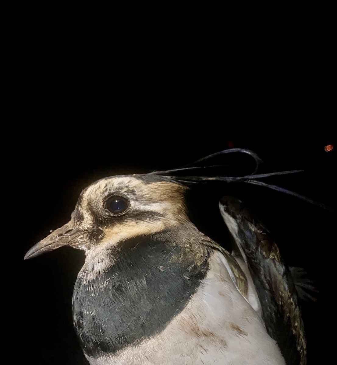 čejka chocholatá - ML647342389