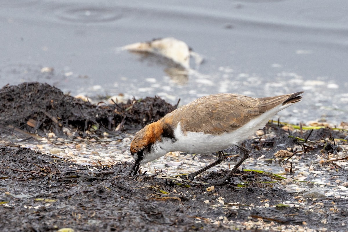 kulík rezavotemenný - ML647342390