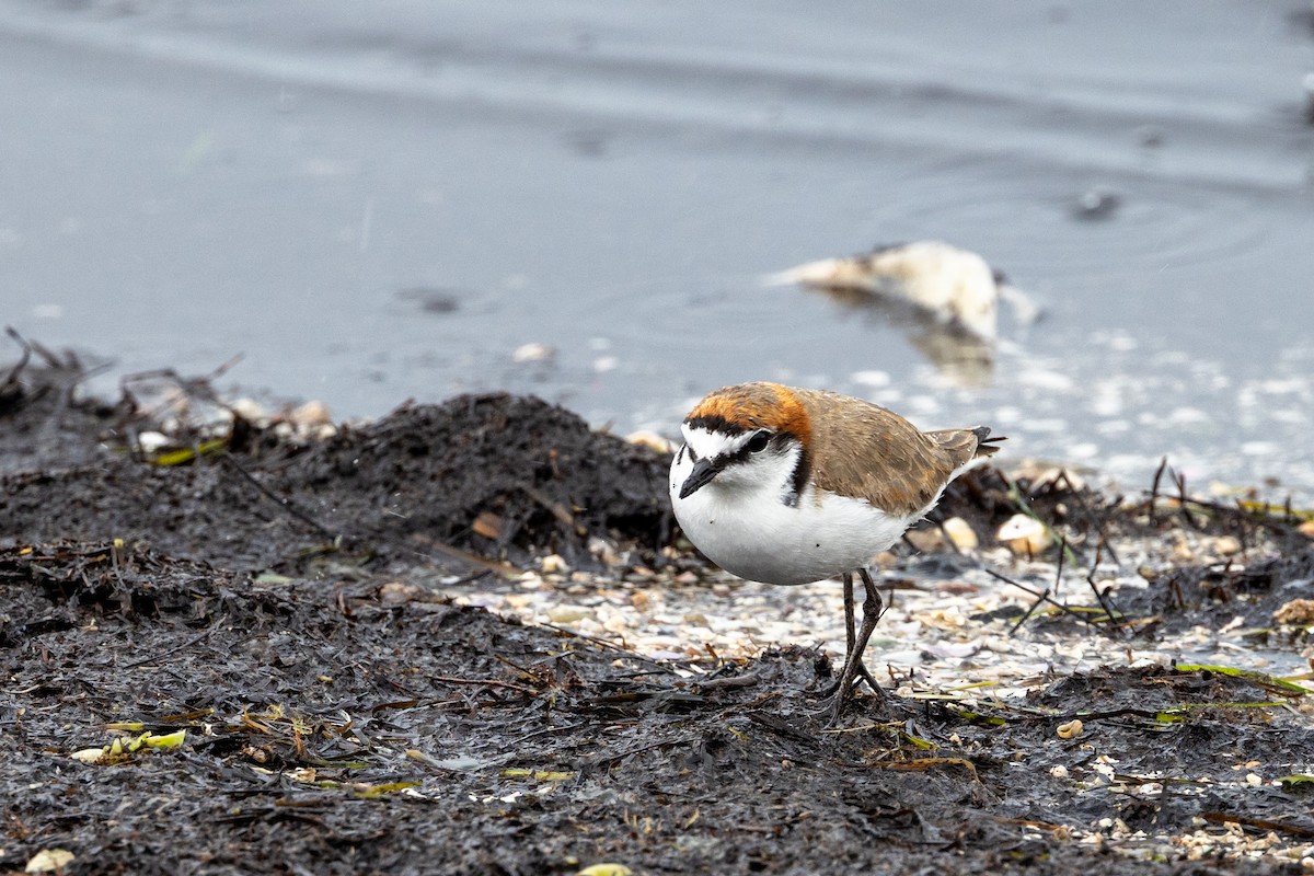 kulík rezavotemenný - ML647342391