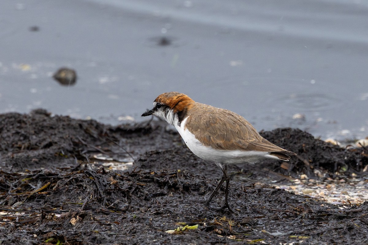 kulík rezavotemenný - ML647342392