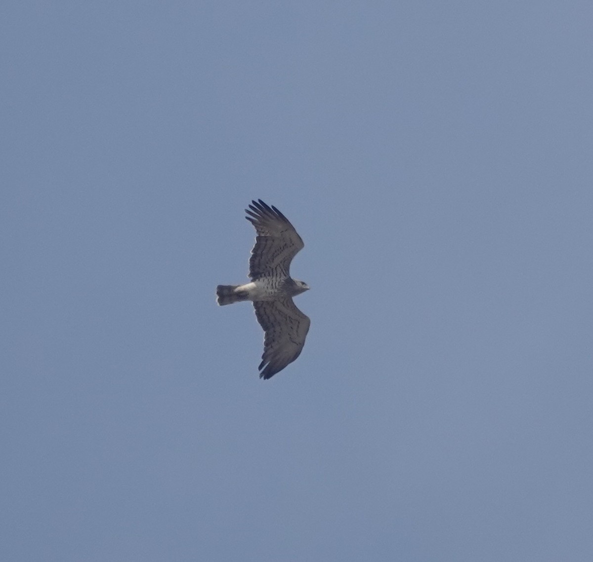 orlík krátkoprstý - ML647342394