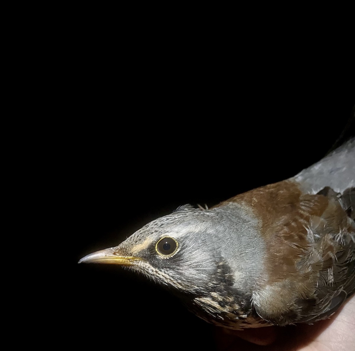 drozd kvíčala - ML647342395