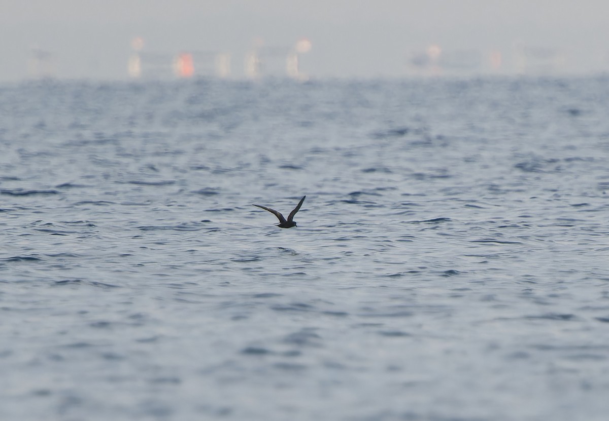 buřňáček vlaštovčí - ML647342396