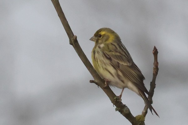 Txirriskila arrunta - ML647342397