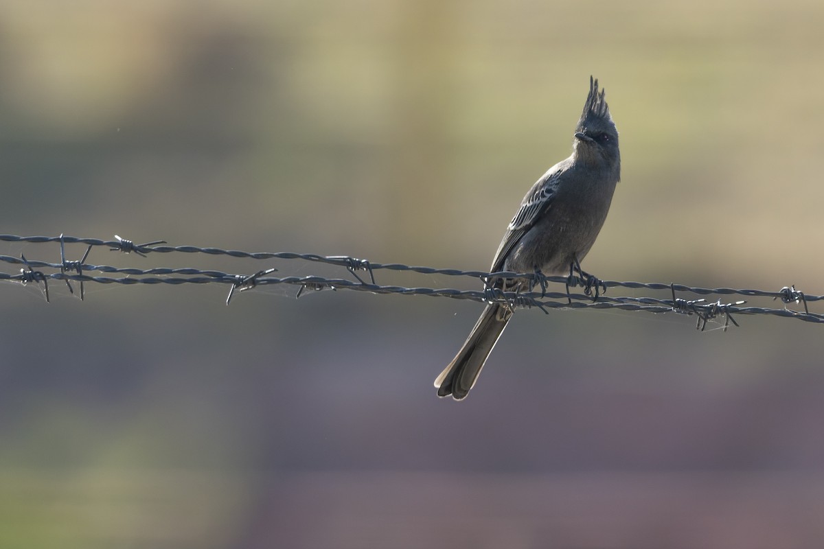 Kara Faynopepla - ML647342398