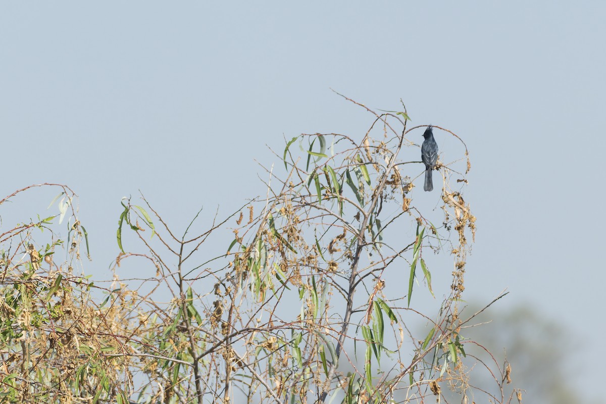 Kara Faynopepla - ML647342399