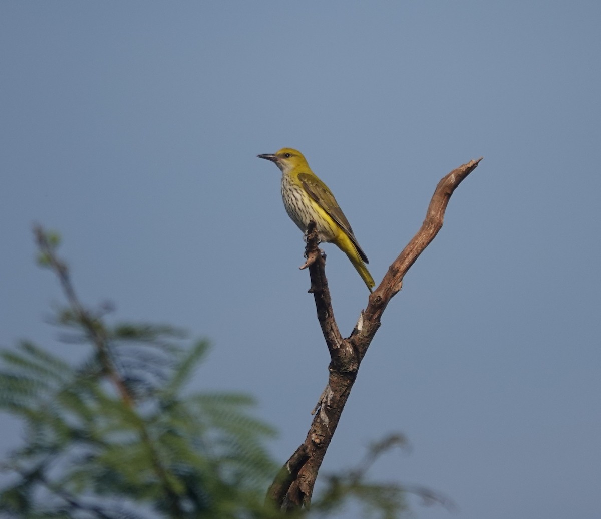 Indian Golden Oriole - ML647342412