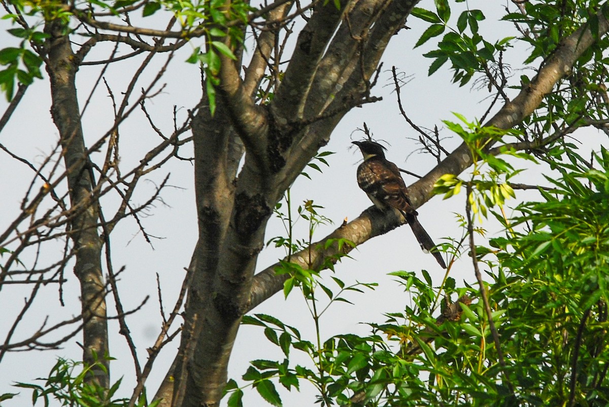 קוקיה מצויצת - ML647342422