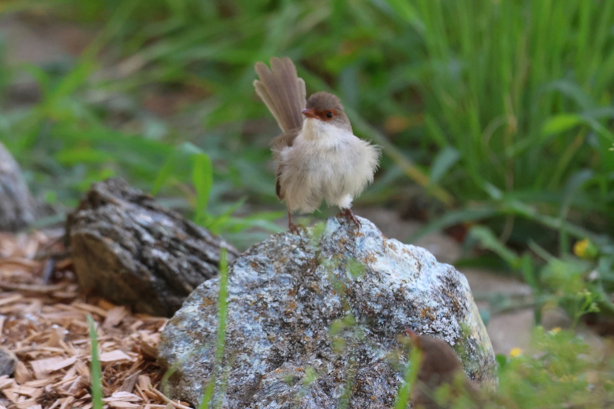 Superb Fairywren - ML647342438