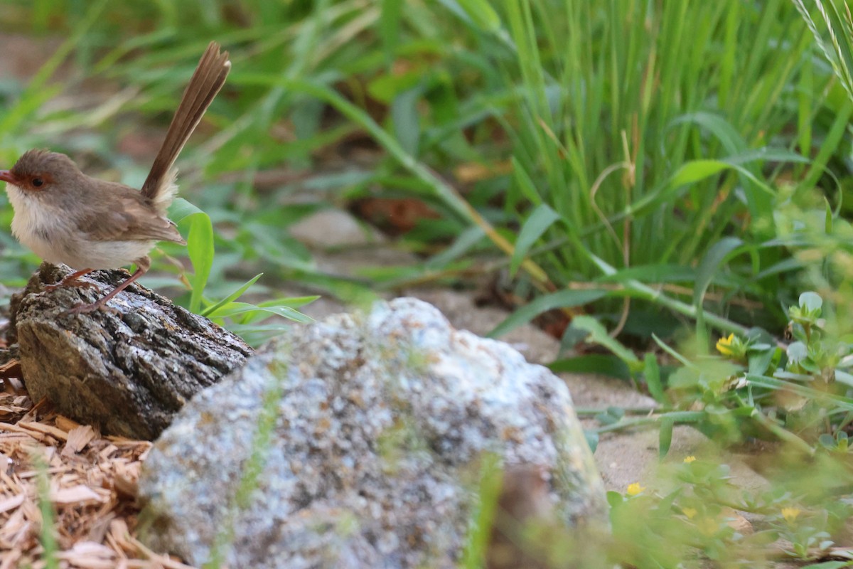 Superb Fairywren - ML647342439