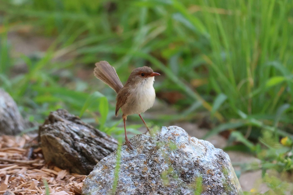 Superb Fairywren - ML647342440