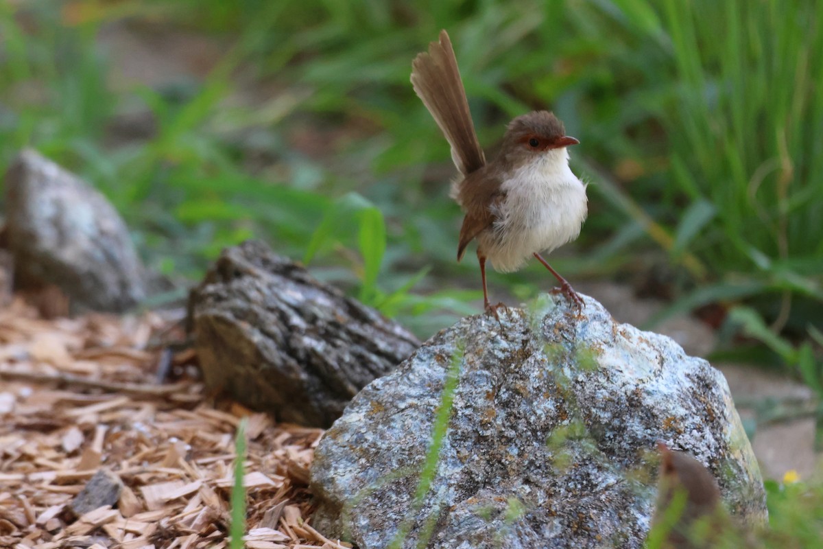 Superb Fairywren - ML647342441