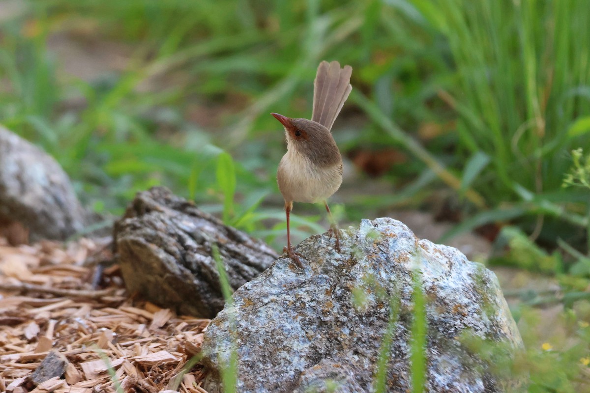 Superb Fairywren - ML647342442