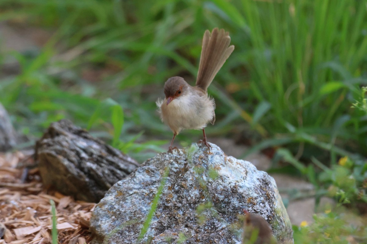 Superb Fairywren - ML647342443
