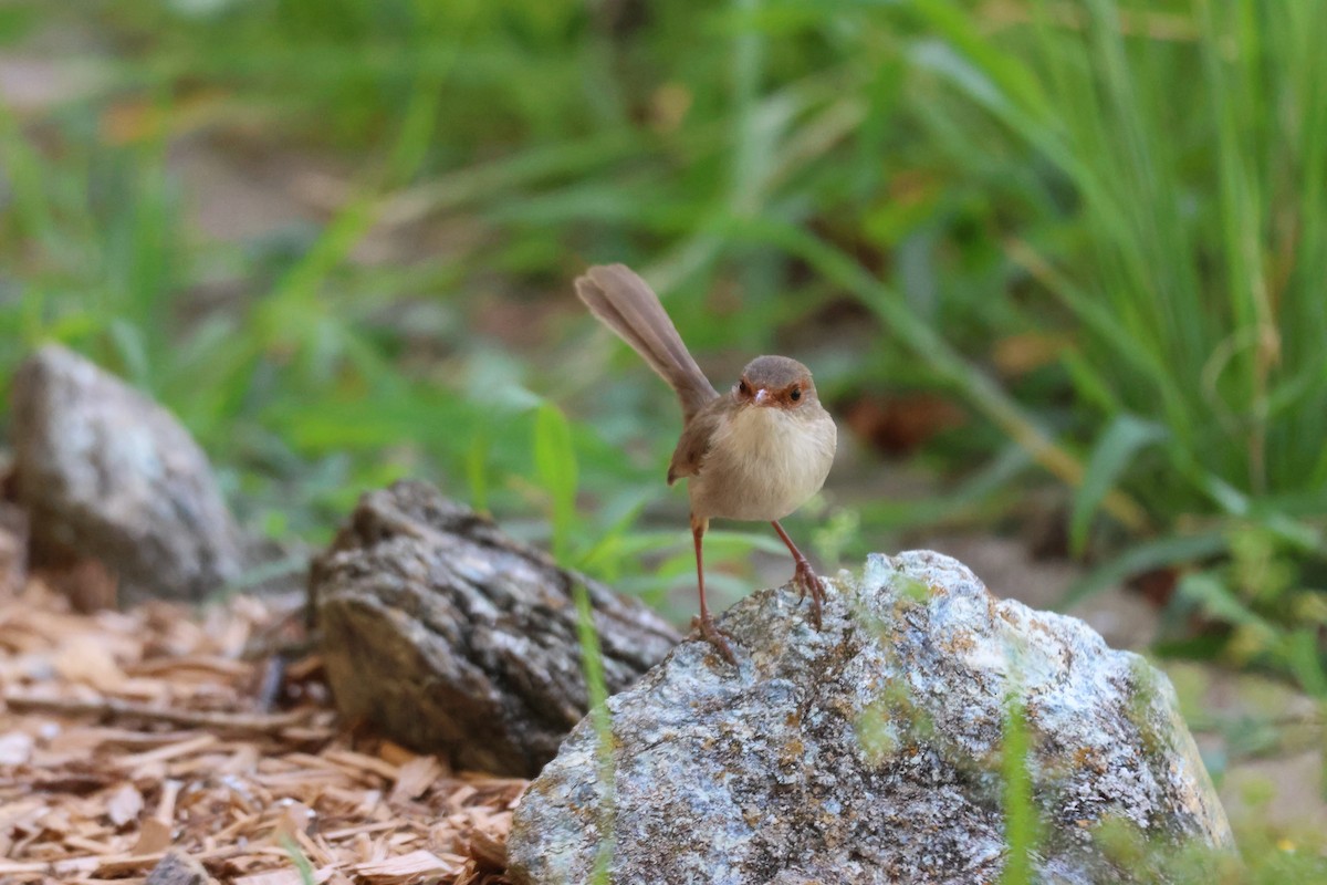 Superb Fairywren - ML647342444