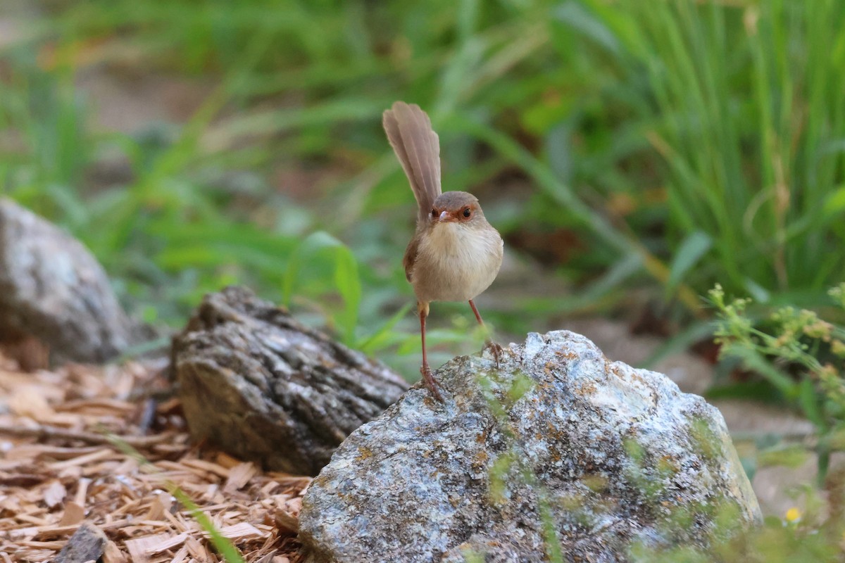 Superb Fairywren - ML647342445