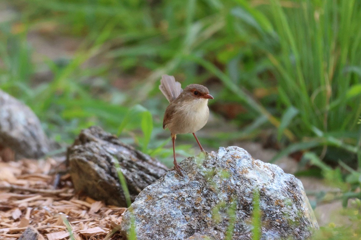 Superb Fairywren - ML647342446