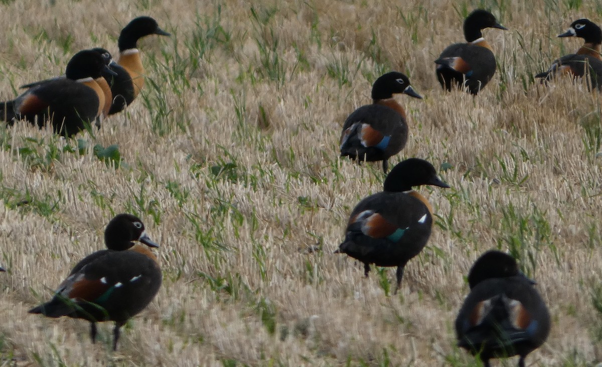 Australian Shelduck - ML647342458
