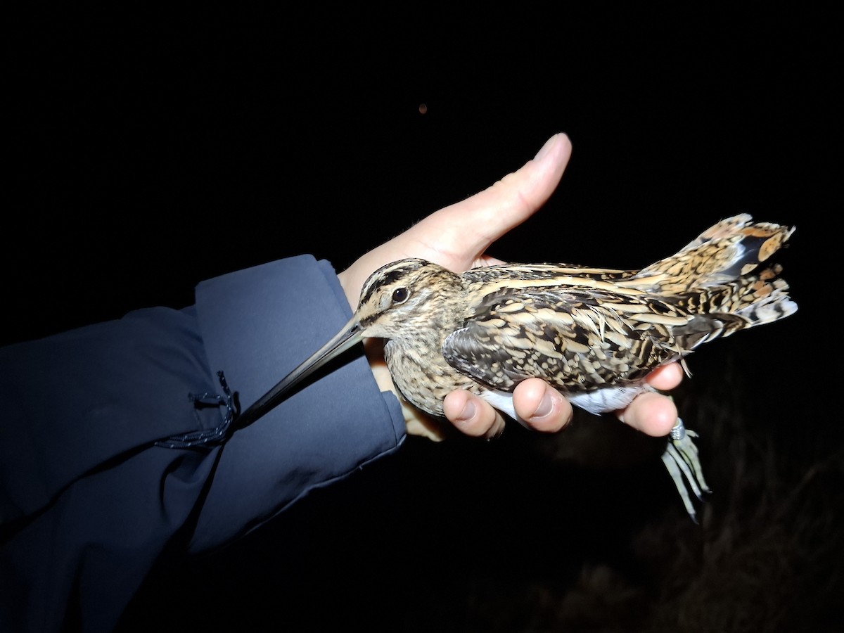 Agachadiza Común - ML647342464