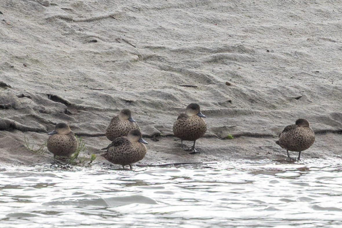 Sarcelle australasienne - ML647342467