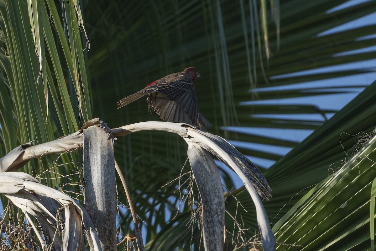 Ev Çütresi - ML647342507