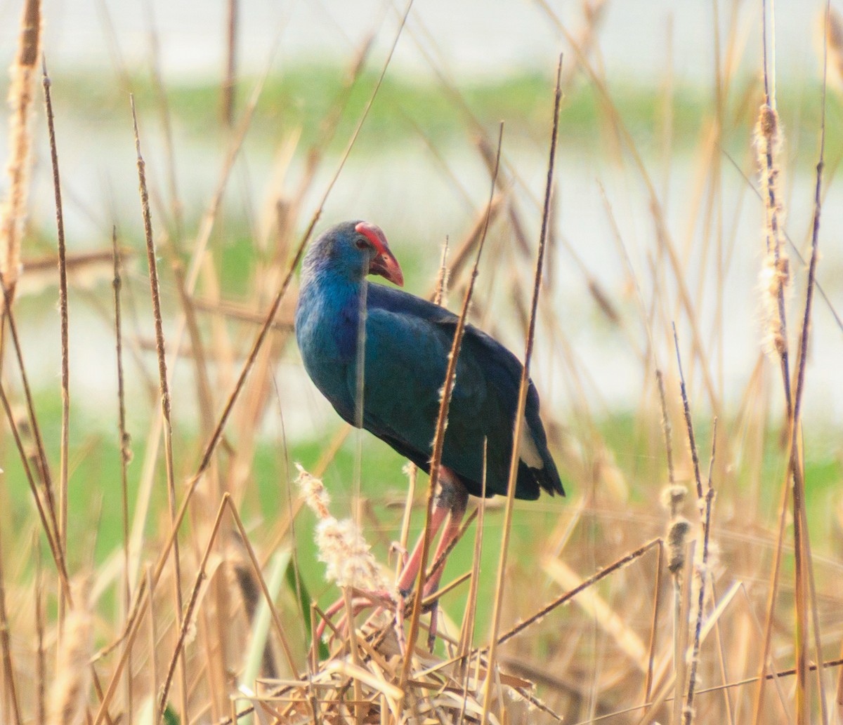 Talève à tête grise - ML647342512