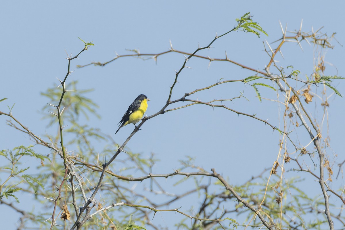 Sarı-Siyah İskete - ML647342517