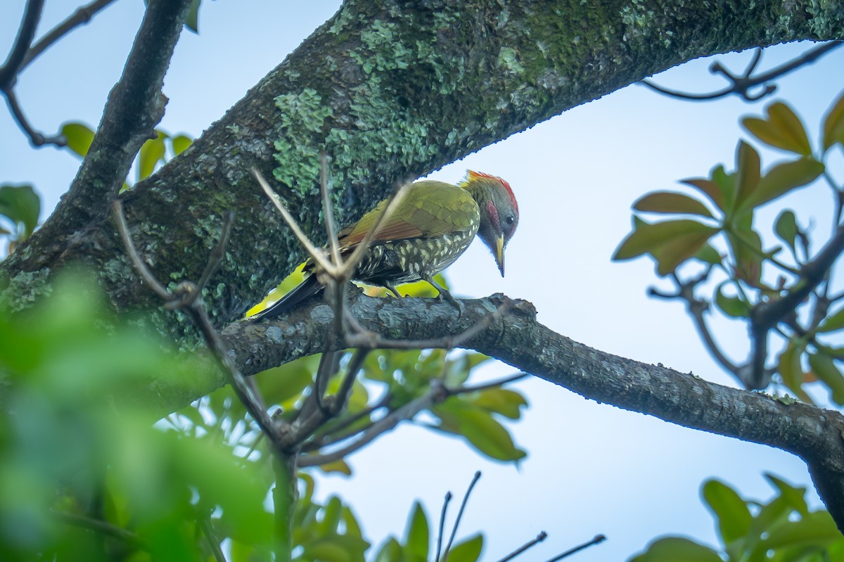 Lesser Yellownape - ML647342528