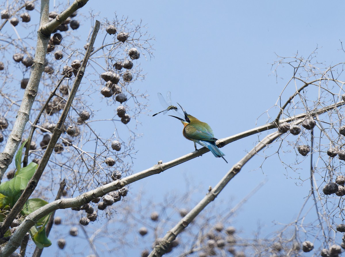 Blue-tailed Bee-eater - ML647342539