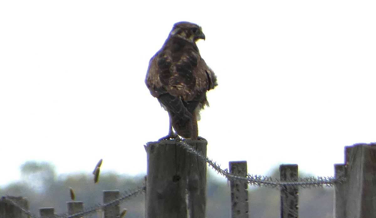 Brown Falcon - ML647342541