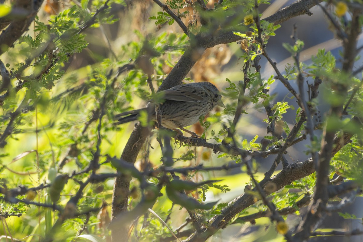 Lincoln Serçesi - ML647342542