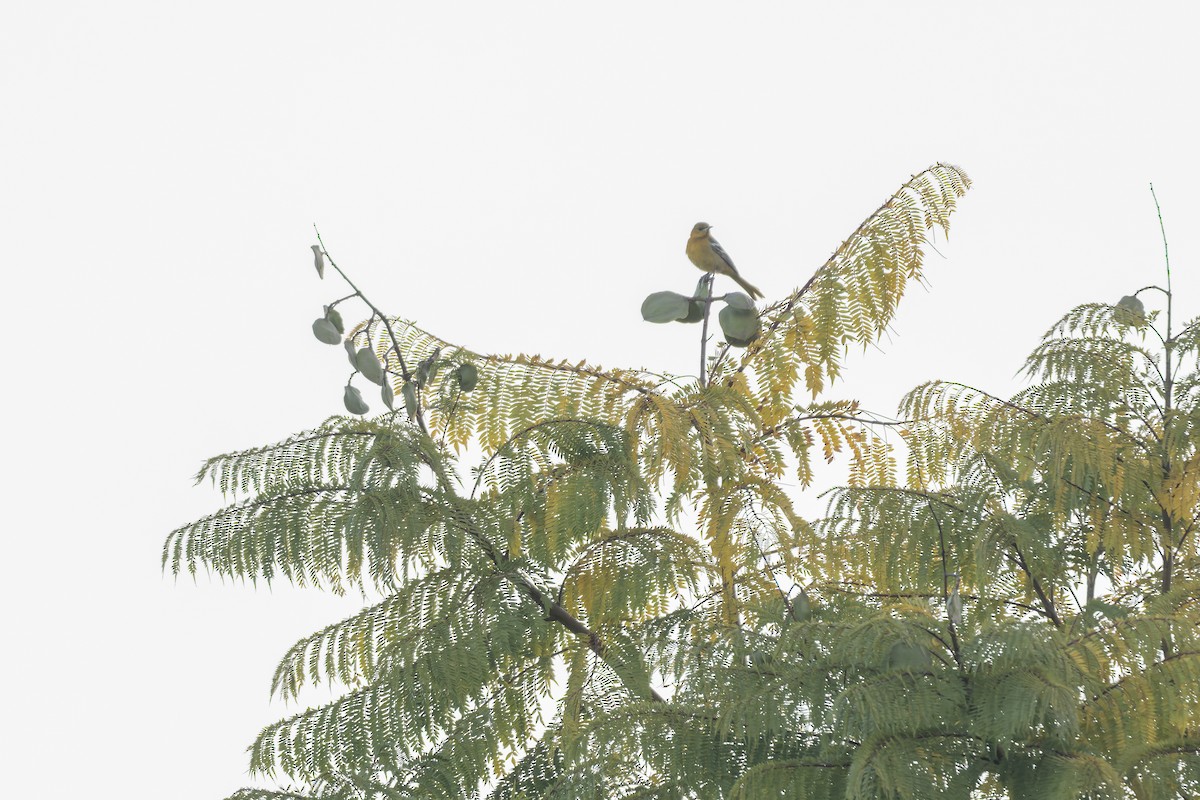 Maskeli Turpiyal - ML647342547