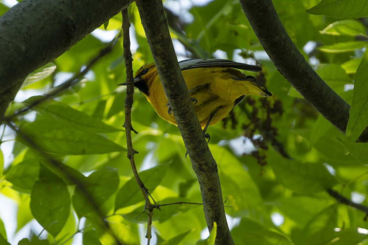 Bullock Turpiyalı - ML647342554
