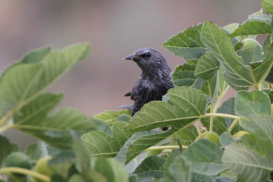 Spotless Starling - ML647342562