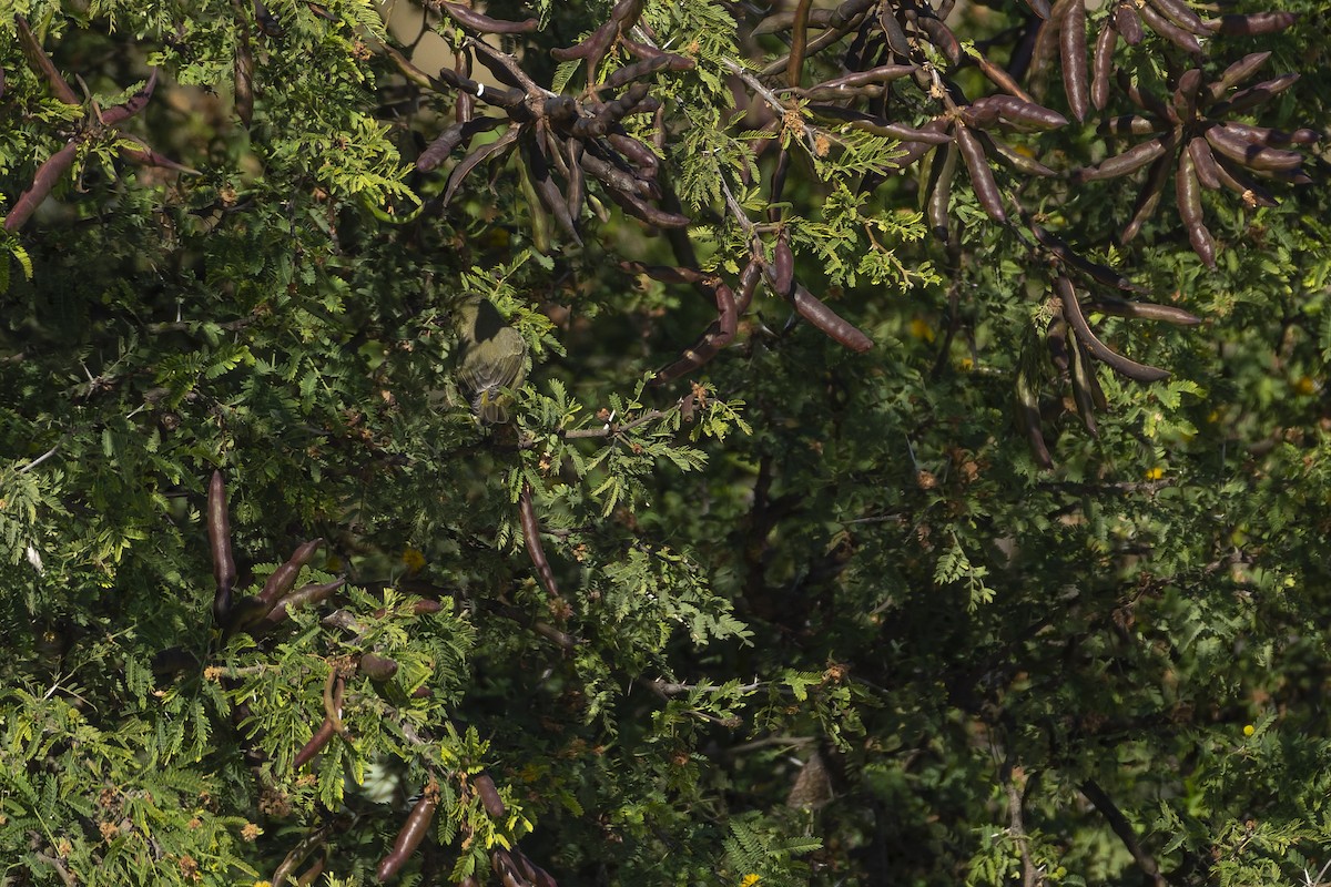 Turuncu Taçlı Ötleğen - ML647342564