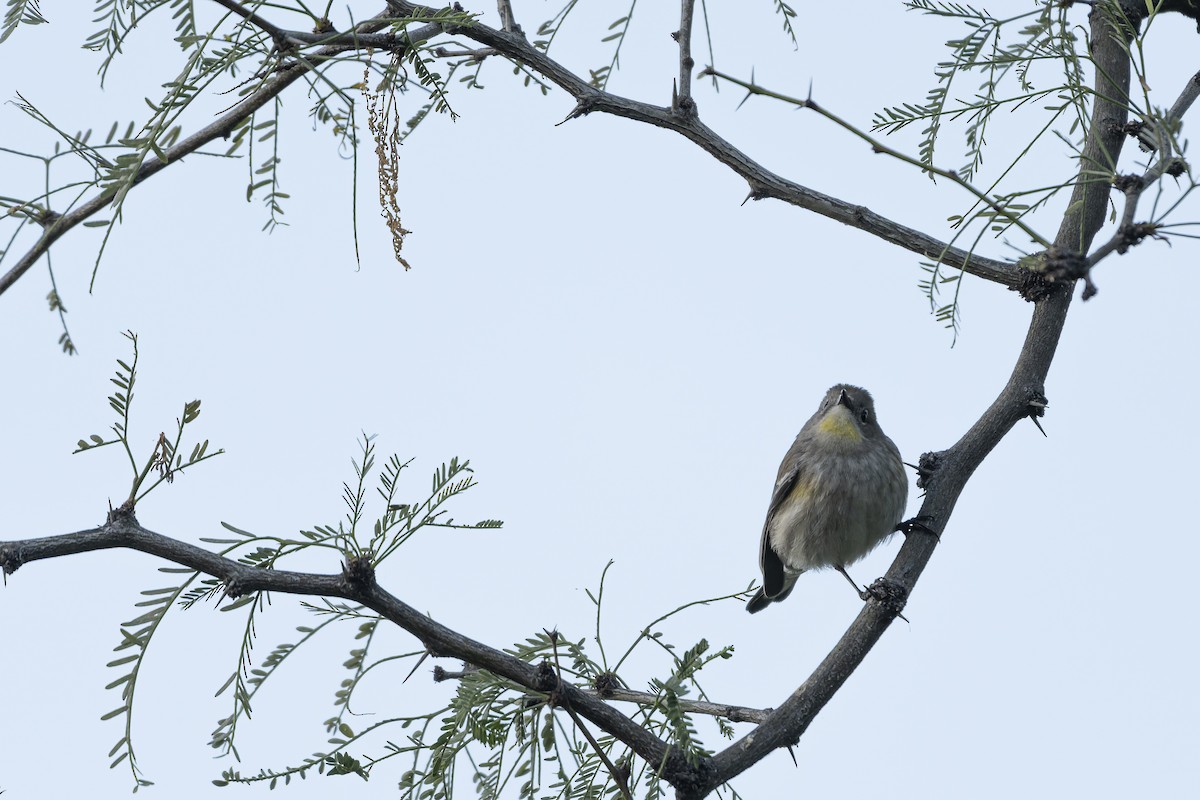 Taçlı Ötleğen - ML647342569