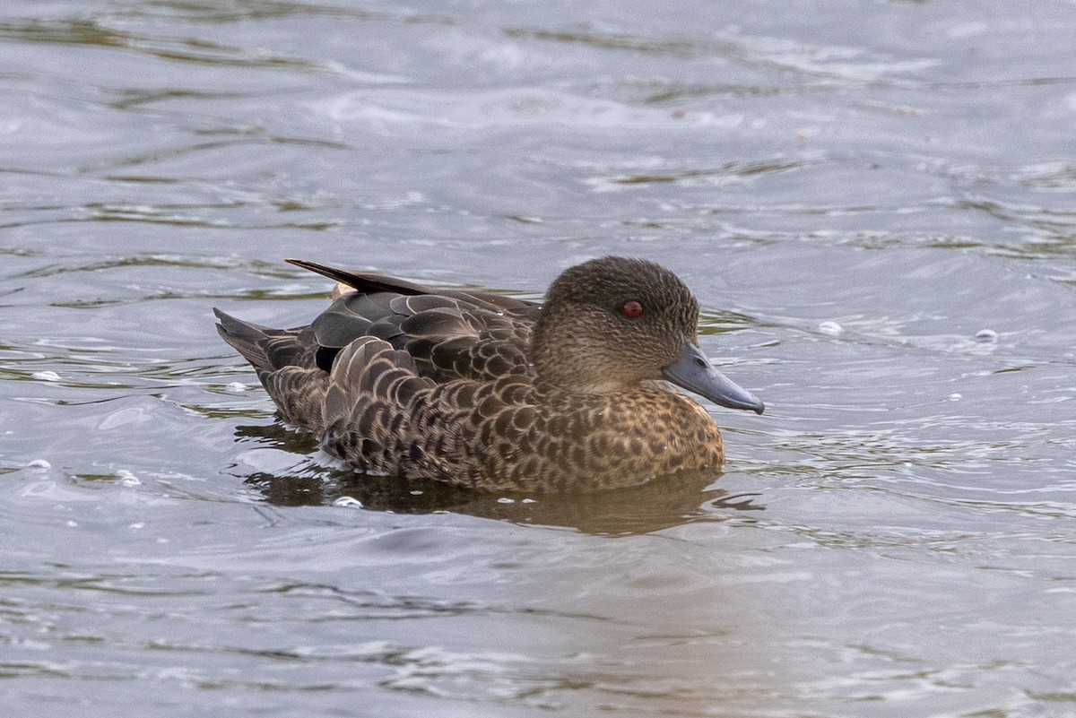 Chestnut Teal - ML647342595